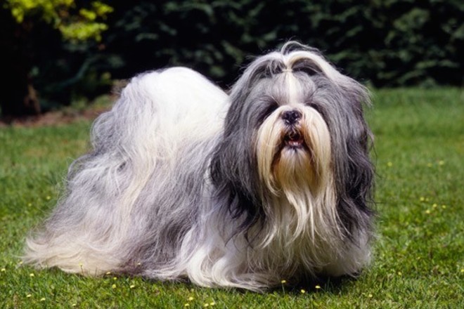 Shih Tzu