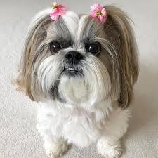 Shih Tzu