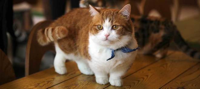Munchkin cat