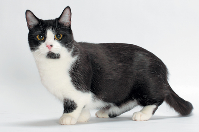 Munchkin cat