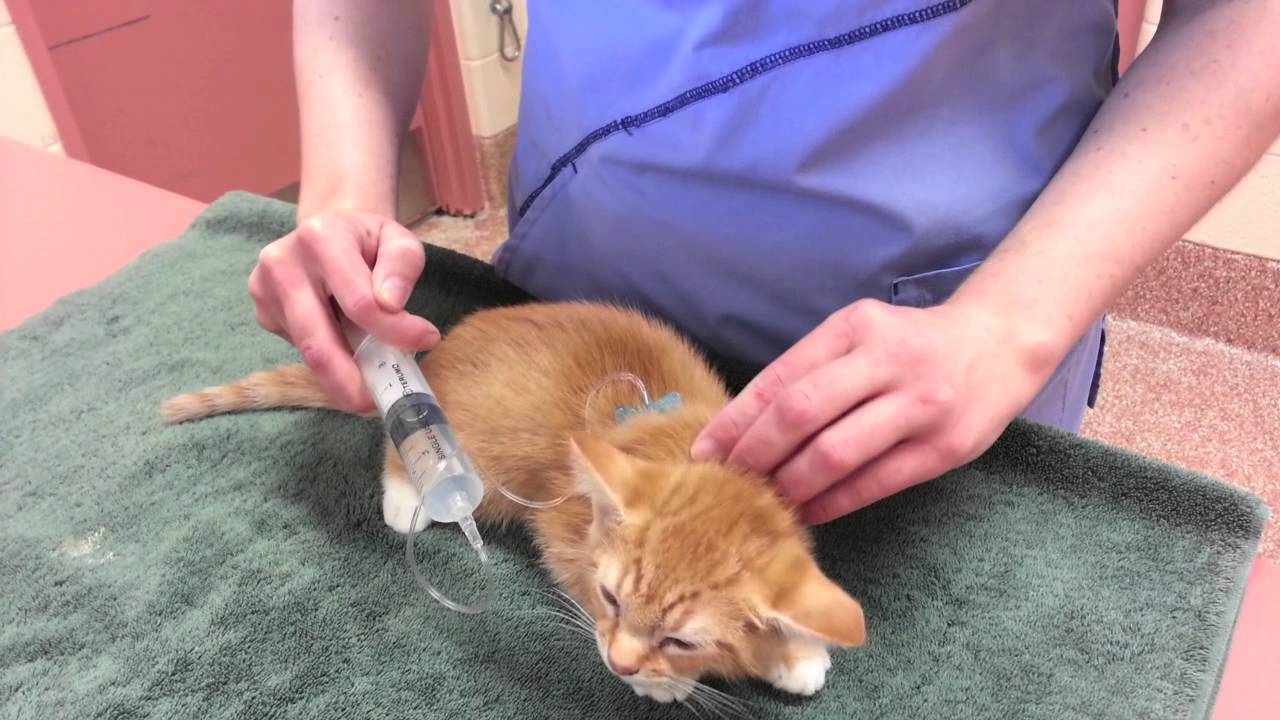 feline subcutaneous fluids